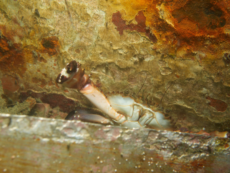 Crab
